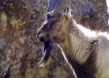 Van’da yaban keçileri fotokapana yansıdı