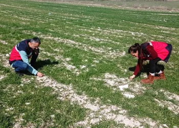 Hububat ekili tarlalarda fenolojik gözlem