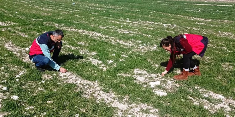 Hububat ekili tarlalarda fenolojik gözlem