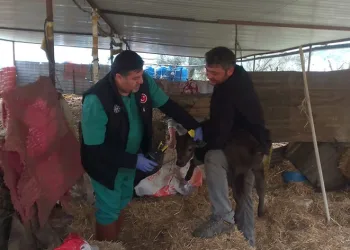 Büyükbaş hayvanların aşılanması devam ediyor