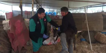 Büyükbaş hayvanların aşılanması devam ediyor