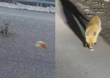 Aç kalan tilkileri elleriyle beslediler