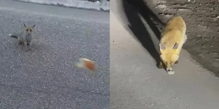 Aç kalan tilkileri elleriyle beslediler