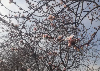 Konya’da badem ağaçları çiçek açtı