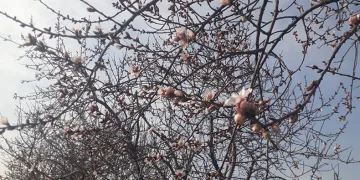 Konya’da badem ağaçları çiçek açtı