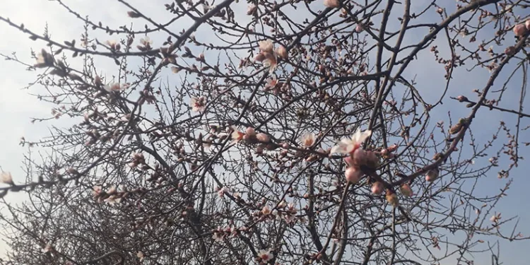 Konya’da badem ağaçları çiçek açtı