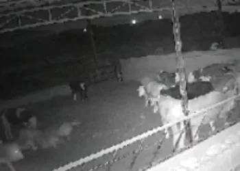 ‘Kamera kaydı olmasa mandıraya kurt girdiğine inanmazlar’