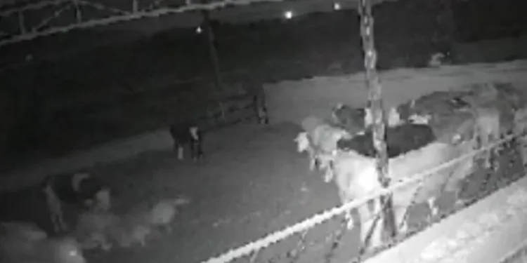 ‘Kamera kaydı olmasa mandıraya kurt girdiğine inanmazlar’