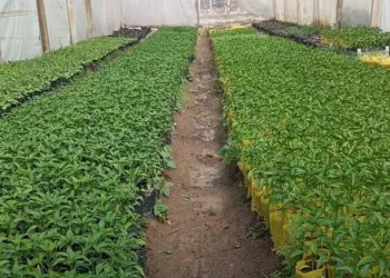 Fideler toprakla buluşmaya başladı