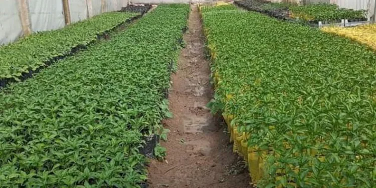Fideler toprakla buluşmaya başladı