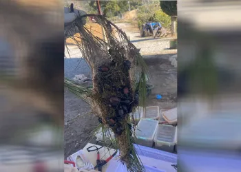 Terminatör böcek üretimine başlandı