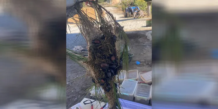 Terminatör böcek üretimine başlandı