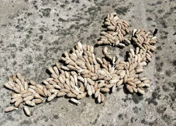 Koyunlar meraya çıkmaya başladı
