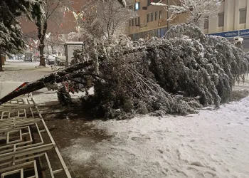 Aşırı kar yağışına dayanamayan ağaç yola devrildi