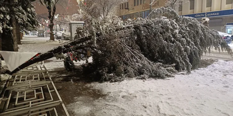 Aşırı kar yağışına dayanamayan ağaç yola devrildi