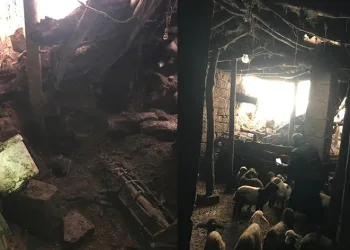 Güroymak’ta ağıl çöktü, 20 hayvan telef oldu