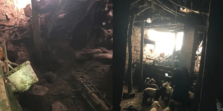 Güroymak’ta ağıl çöktü, 20 hayvan telef oldu
