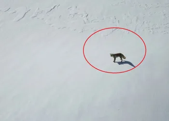 Beytüşşebap’ta tilkinin dron ile imtihanı