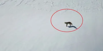 Beytüşşebap’ta tilkinin dron ile imtihanı