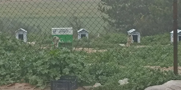 Köpekler ölüyor, insanlar korkuyor