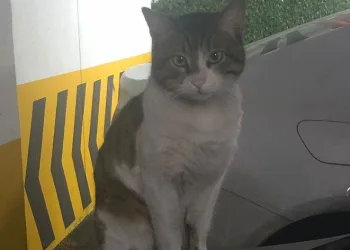 Eros’un katili hakkında karar