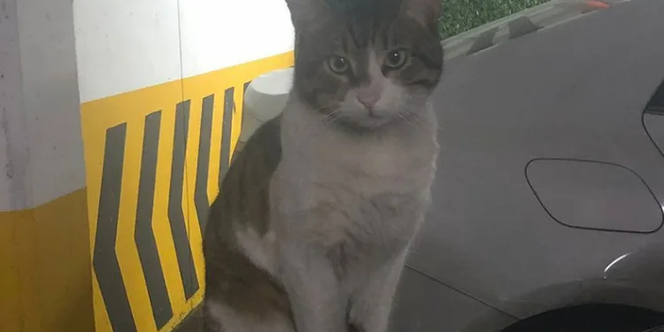 Eros’un katili hakkında karar