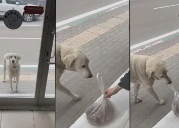 Esnafla köpeğin samimiyeti yüzleri gülümsetti
