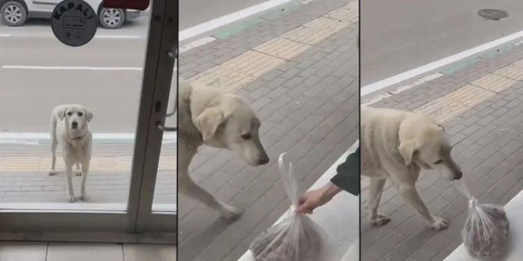Esnafla köpeğin samimiyeti yüzleri gülümsetti