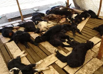 Yasaklı cins köpekler 57 oğlağı telef etti