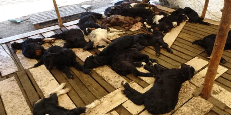 Yasaklı cins köpekler 57 oğlağı telef etti
