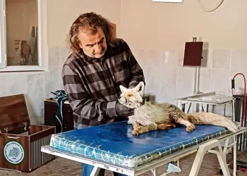 Yaralı olarak bulunan tilki tedavi altına alındı