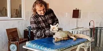 Yaralı olarak bulunan tilki tedavi altına alındı