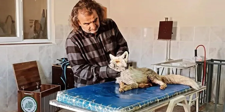 Yaralı olarak bulunan tilki tedavi altına alındı