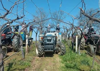 Dünyaca ünlü üzümün yetiştirildiği bağlarda hummalı çalışma