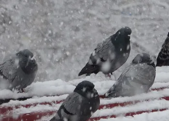 Ardahan beyaza büründü