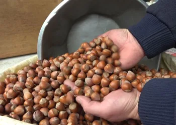 Fındık fiyatları düştü
