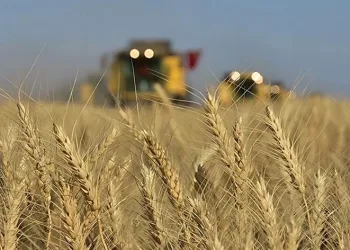 Tarım-ÜFE yıllık yüzde 58,29 arttı
