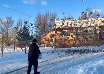 Ömrünün yarısını onları besleyerek geçirdi