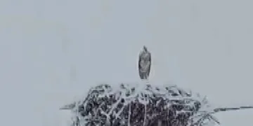 Erken göçen leyleğe kar sürprizi
