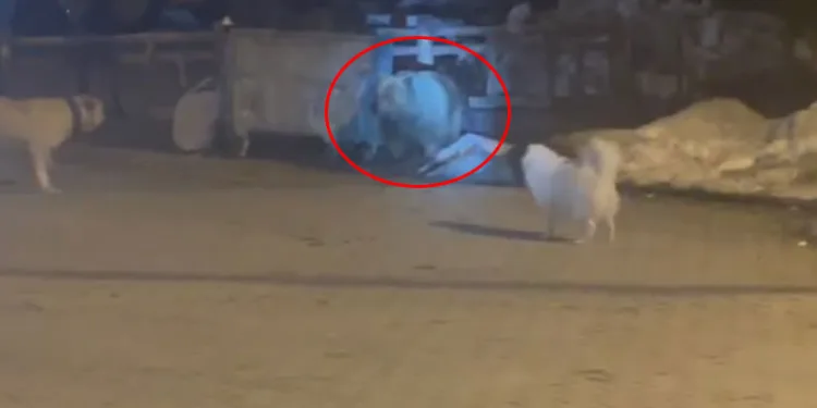 Kış uykusundan uyandı, çöpleri böyle devirdi