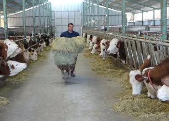 Öğretmenlik hayalini bıraktı çiftlik kurdu