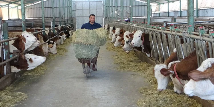 Öğretmenlik hayalini bıraktı çiftlik kurdu