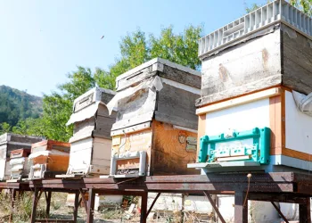 ‘Karaçalı’ balının coğrafi işareti için çalışma yapılacak