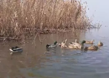 Tedavisi tamamlanan ördekler doğaya salındı