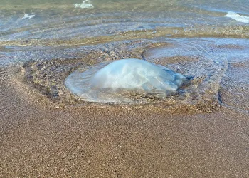 Ölü denizanaları kıyıya vurdu