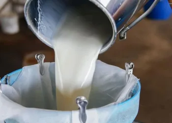 916bin ton inek sütü toplandı