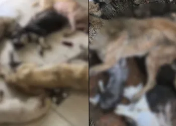 İzmir’de onlarca köpek katledildi