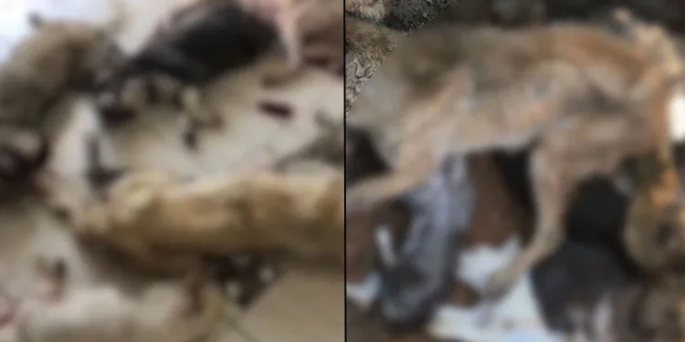İzmir’de onlarca köpek katledildi