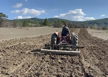 Baharın müjdecisi çiğdemler çiçek açtı
