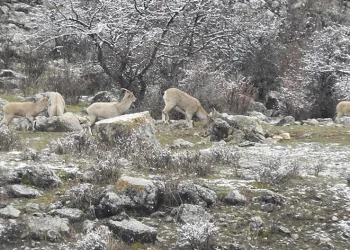 Dağ keçilerinin tuzu muhtardan